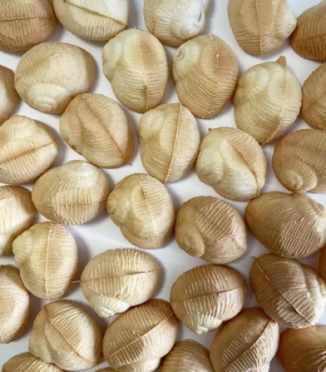 71xgpopY2CL._AC_SL1372_